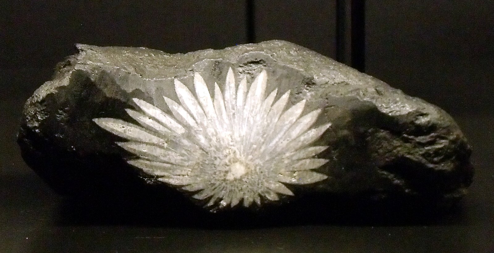 Chrysanthemum Stone specimen
