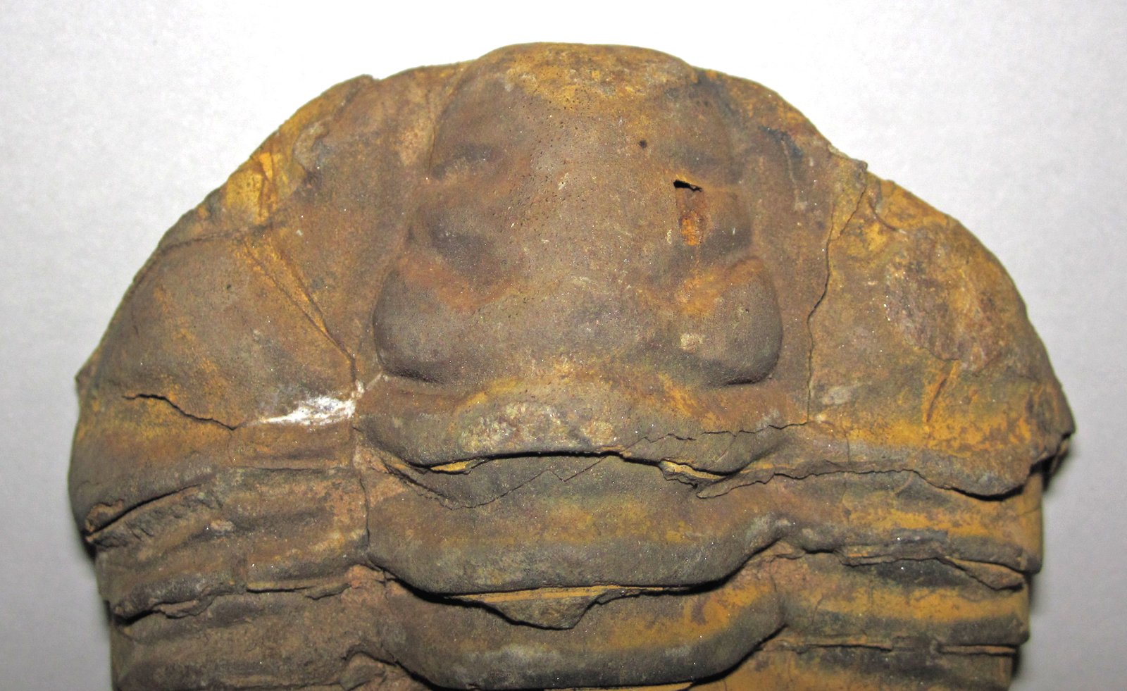 Trilobite specimen