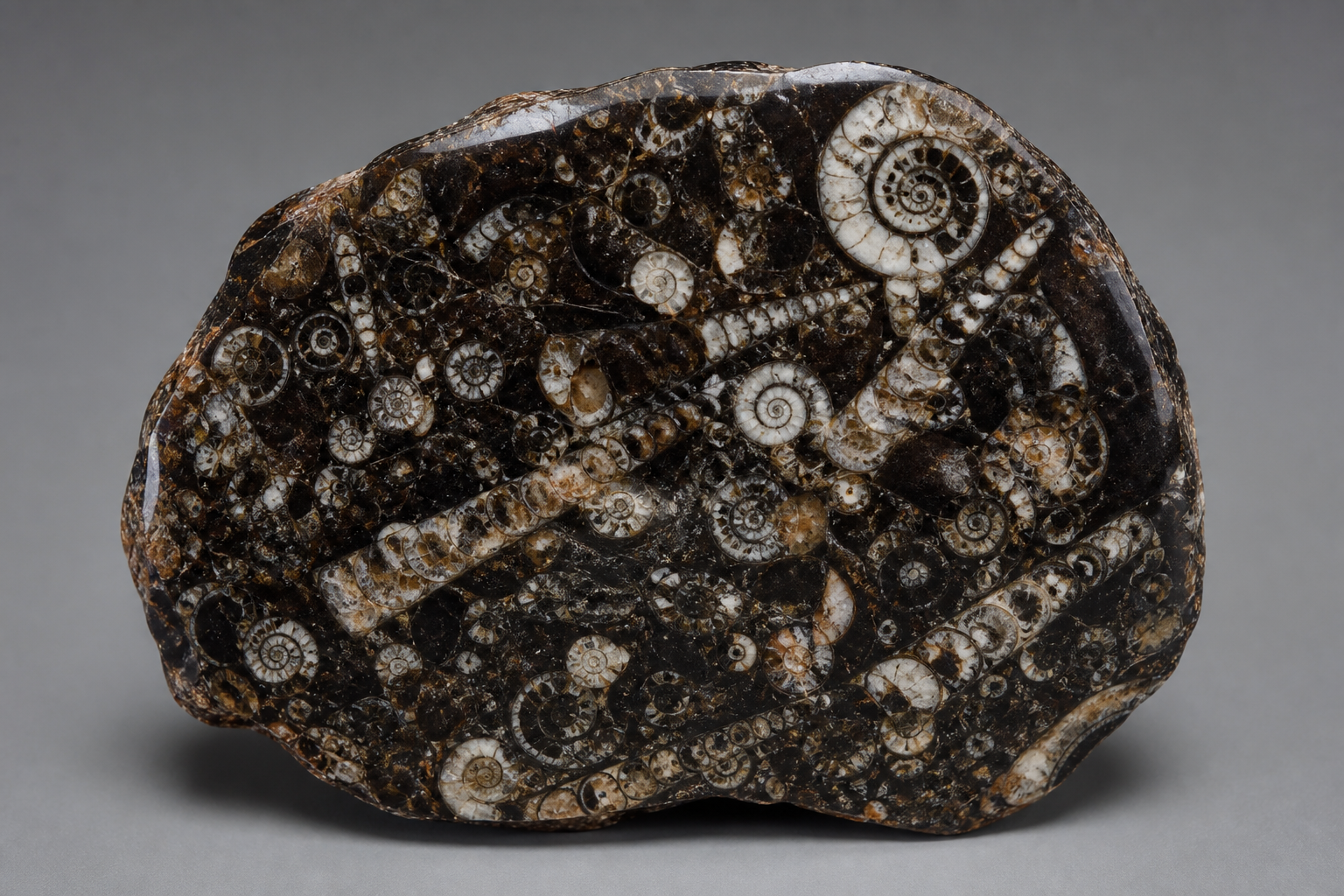 Turritella Agate